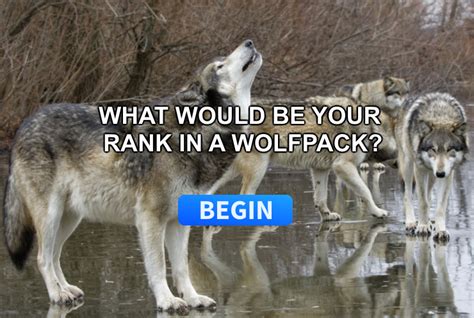 wolf pack rank quiz.